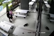 What did the seal order at the bar? Salmon, of course