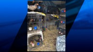 MSPCA-Angell seizes more than 60 birds after investigation into alleged cockfighting