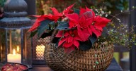 Keep your poinsettia away from 3 places if you want it to thrive this Christmas