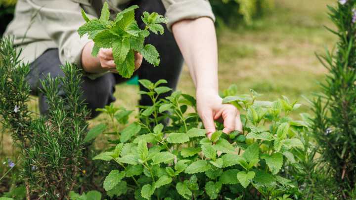 How To Propagate Lemon Balm To Grow More Herbs In Your Garden
