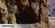 El árbol más antiguo de la Unión Europea no está en Escandinavia ni en los Balcanes: se alza en las laderas del Teide y sigue vivo desde el Imperio Romano
