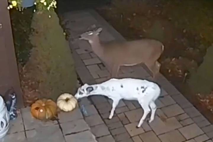 Rare Animal Spotted on Doorbell Camera, Revealing Creature's Unusual Coat