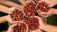 Zafra de café venezolano creció 55 % en 2025 respecto al año anterior