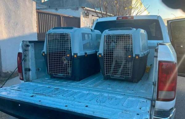 Rescata dos perros en Jardines de San Agustín por omisión de cuidados