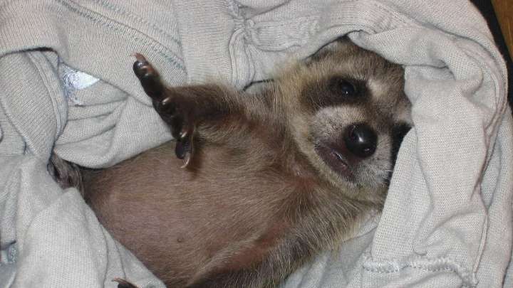 Un mapache se emborracha en una licorería y se desmaya en el baño