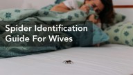The Official Babylon Bee Spider Identification Guide For Wives