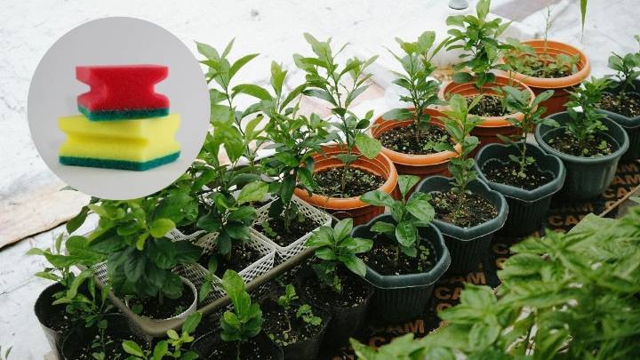 El truco de la esponja en las macetas que hará que tus plantas dejen de morirse