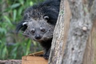 Two workers at Smithsonian National Zoo bit by Lola the bear cat