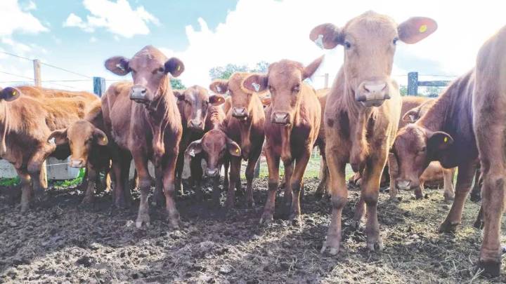 Engorde de bovinos, una experiencia aprovechable