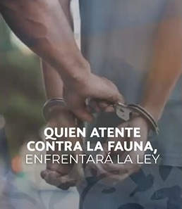 Atentar contra la fauna silvestre es un delito y Corporinoquia actuará con todo el peso de la ley