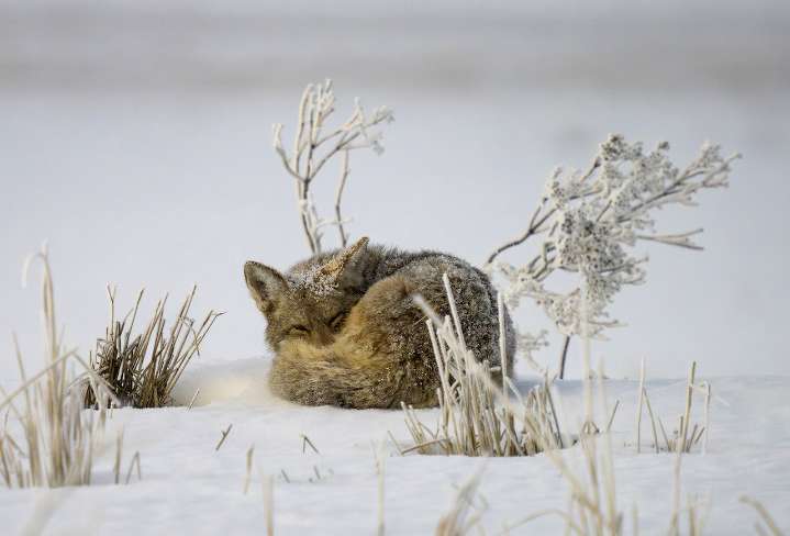 Wild Arts Festival, Winterfest, and OHS Holiday Cheer: 14 things to do this week