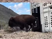 Llega manada de 44 bisontes a Cuatro Ciénegas, Coahuila