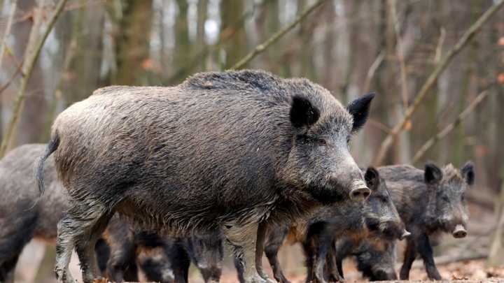 Murcia blinda su sector porcino ante la peste africana y exige coordinación al Gobierno