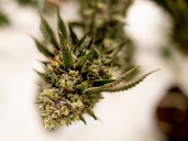 Court rejects attempt to block Michigan’s 24% marijuana tax