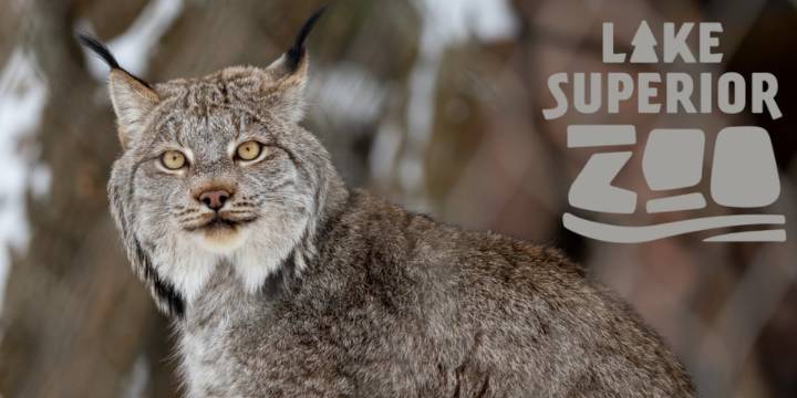 Lake Superior Zoo welcomes two new big cats