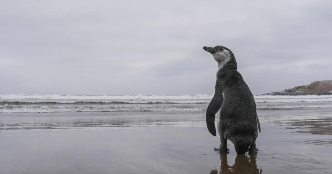 Los Vilos cancela fuegos artificiales de Año Nuevo en Pichidangui: Buscan proteger humedal y pingüino de Humboldt