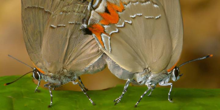 Identificaron nueve especies desconocidas de mariposas sudamericanas en un museo de Londres