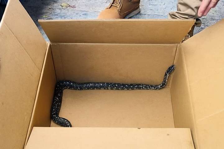 Serpiente aparece en pleno centro de Talca y activa operativo municipal: es el segundo caso en menos de un mes