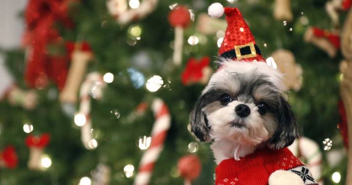 Holiday pet safety tips: Killeen Animal Services reminds owners how to keep your pet safe and stress