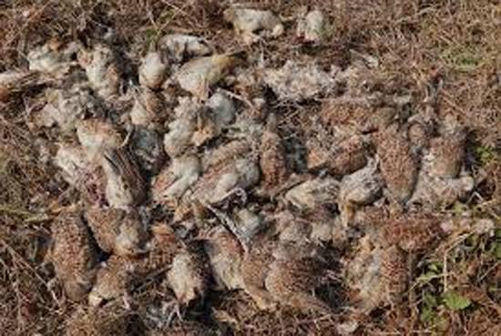 107 grey francolins found dead in Dombivli; samples sent to NIV as officials probe cause