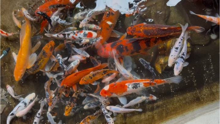 Man who helped steal 85 koi from Yucaipa restaurant’s pond pleads guilty to grand theft