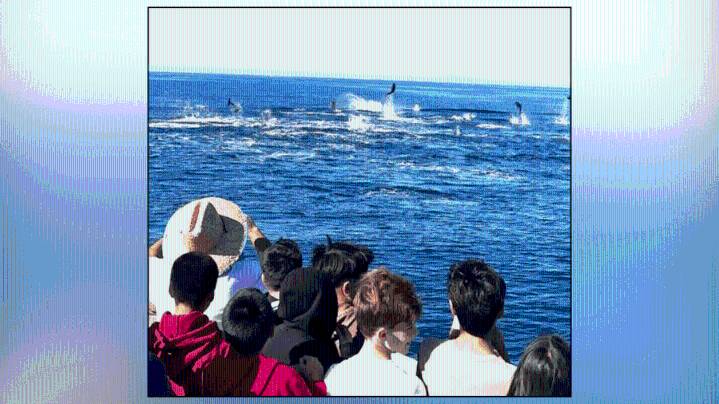 Dolphins steal the show on Southern California whale