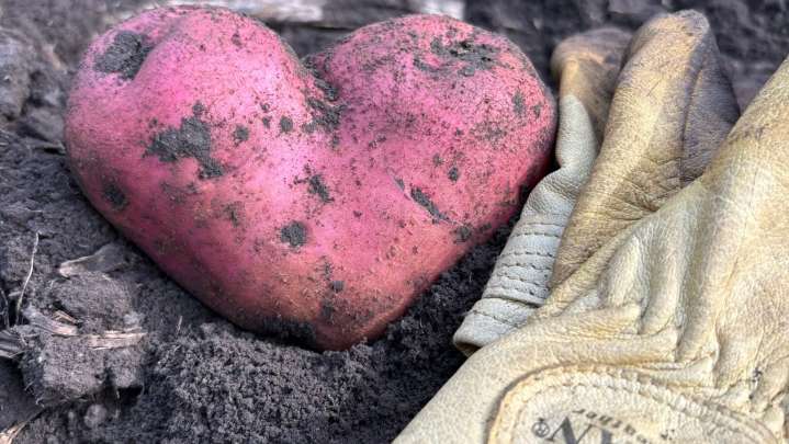 Dakota Gardener: A thankful gardener