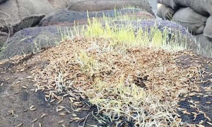 Five thousand paddy bags damaged in rain at government procurement centres near Madurantakam