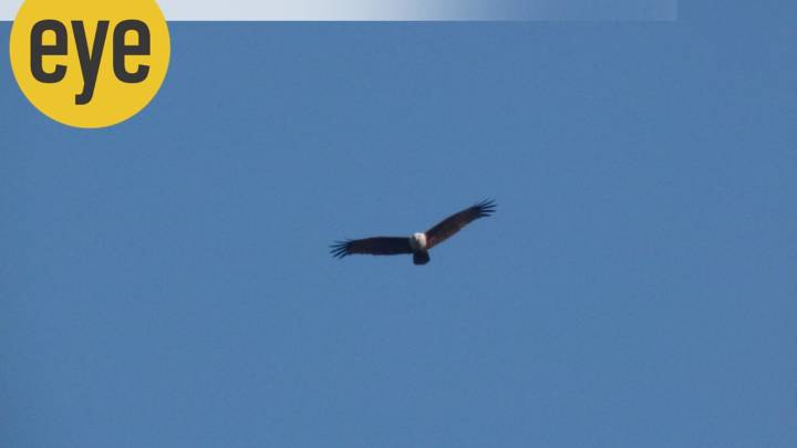 Birding on the Sirocco Plateau: North Goa’s ancient laterite wilderness and migratory raptors