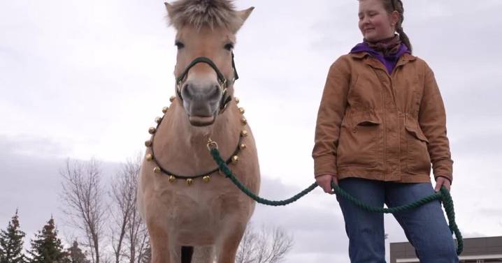 Carroll College anthrozoology horses bring the cheer for the holidays