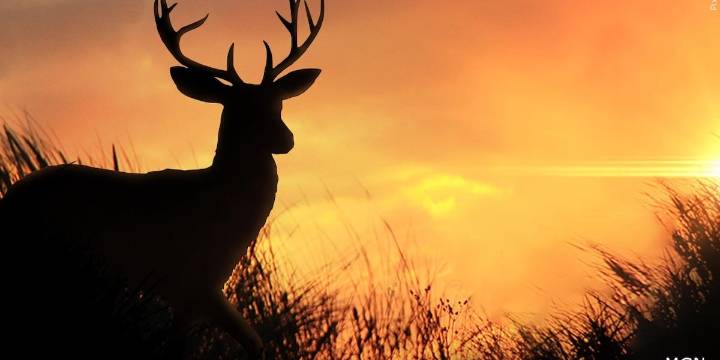 Kentucky expands chronic wasting disease surveillance to nine counties