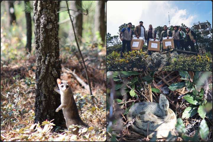 Liberan en entorno natural del cerro de 'Las Navajas' a 26 animalitos rehabilitados en Pachuca