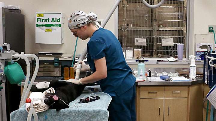 Nevada Humane Society to host free spay, neuter in Reno in December