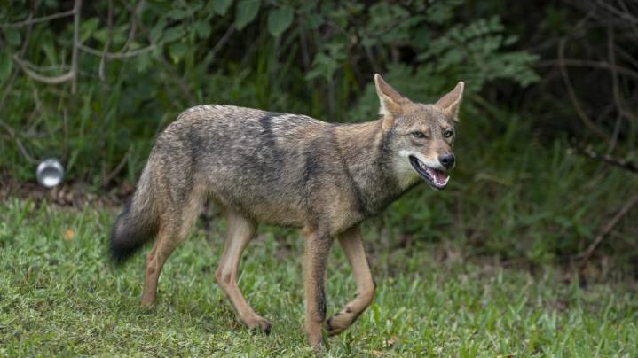 Hiker treated for rabies after coyote bite