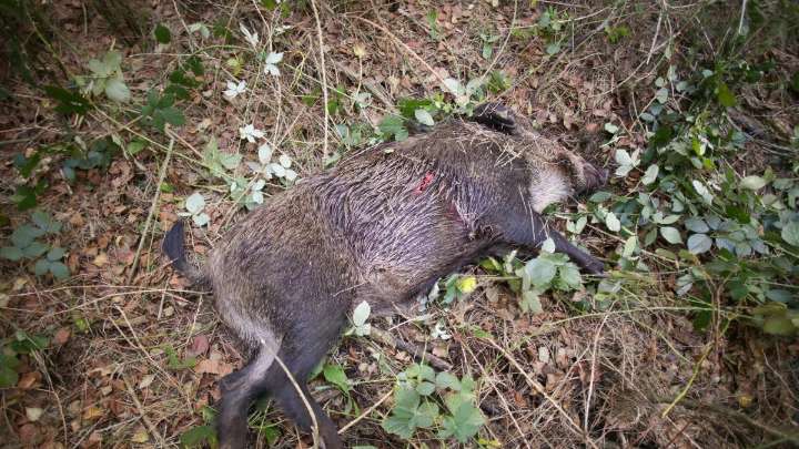 Aragón incentiva la caza del jabalí: 30 euros por pieza, redes y el uso de visores térmicos