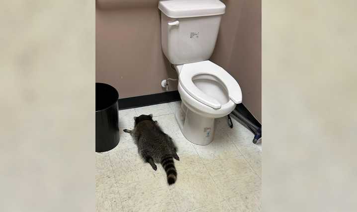 Drunk raccoon found passed out in liquor store bathroom: Officials