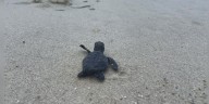 Endangered Kemp’s Ridley sea turtles confirmed nesting on Mississippi’s Ship Island for first time