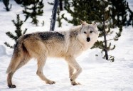 Wildlife advocates to sue feds over wolf recovery plan