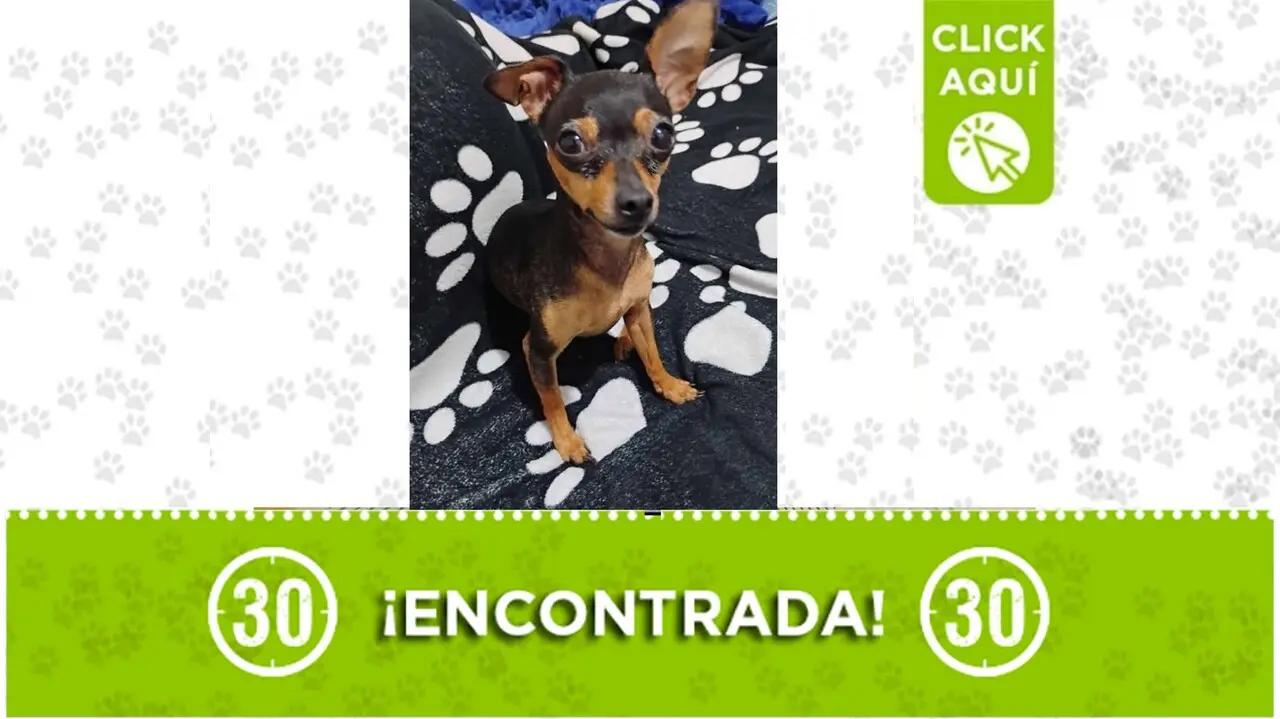 ¿La reconoce? Perrita pincher cachorrita hallada solita en Robledo El Diamante