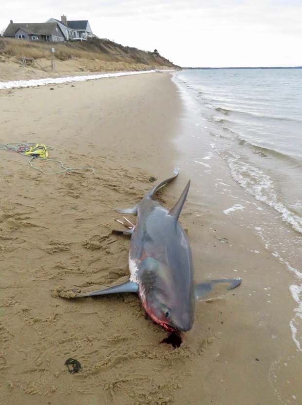 Another shark washes up dead in the ‘Cape Cod fish trap’