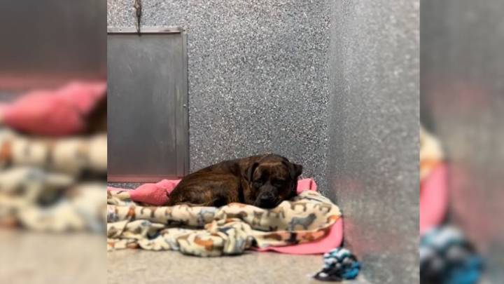 Dog Found Tied To A Pole In A California Storm Longs For A Second Chance At Life