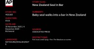 Stop me if you've heard this one before: A baby seal waddles into a bar...