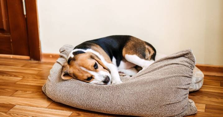 Owner rushes 'dying' dog to £450 vet appointment and is floored by diagnosis