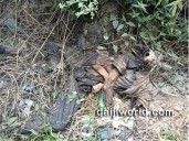 Udupi: Skeletal remains of unidentified man found in Ambalpady