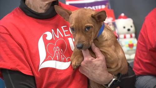 Brandywine Valley SPCA holding Mega Adoption event on December 13