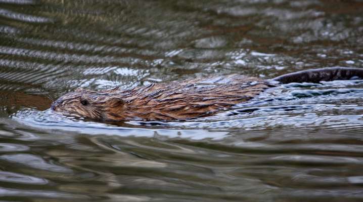 Beavers in Pennsylvania: Wildlife impact and where to spot them
