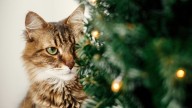 Ni trampas caseras ni técnicas complicadas: el truco para que tu gato no tire ni rompa el árbol de Navidad