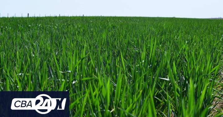 Córdoba proyecta la mayor producción de trigo y un rendimiento récord de garbanzo