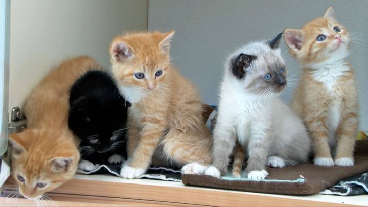 Babinski Foundation in Pequot Lakes Helping Keep Stray Animals Off the Streets for Winter