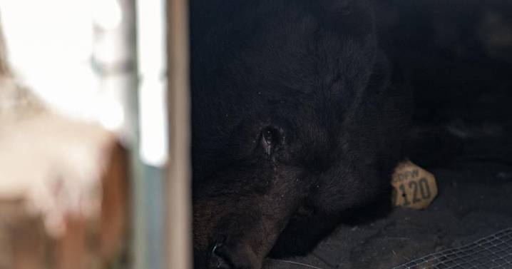 Southern California man gets an unwanted housemate: A black bear in his crawl space